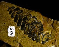 Fern fossil from the Moenkopi Formation
