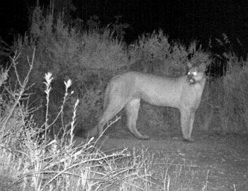 mountain lion triggers motion activated camera at night