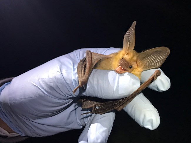 Large pallid bat in gloved hand. The bat's large ears are distinct on its head. The bat's mouth is open, showing its teeth.