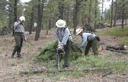 Three fuels management crew members in hard hats use a chainsaw to cut and pile vegetation in a forest.