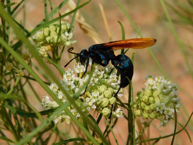 Black bodied insect with brown wings obtaining nectar from milkweed plant