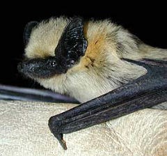 western pipistrelle in gloved hand, caught during mist-netting