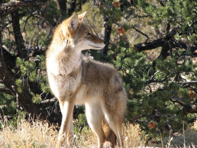 adult coyote