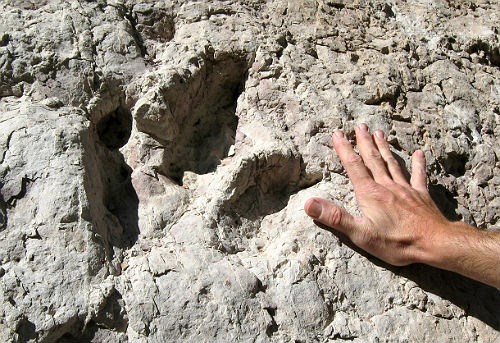 Eubrontes dinosaur track with hand for scale