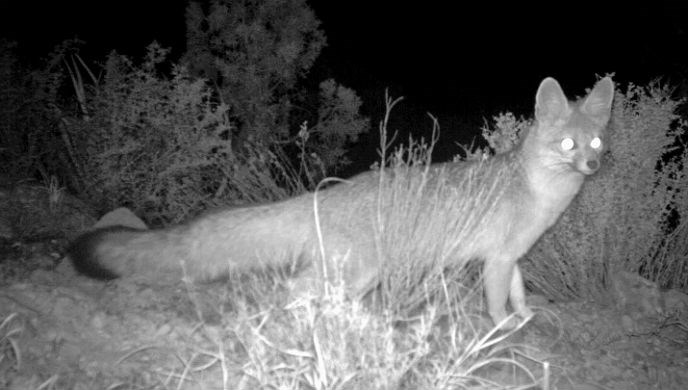 Night photo of gray fox from motion-activated wildlife camera