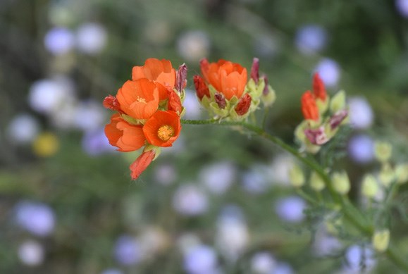 Shrubby and woolly, this perennial grows 1-3 ft., with numerous large, apricot-orange flowers in wand-like clusters near the tips of weak, wide-ranging, sometimes sprawling stems.