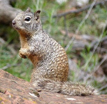 rock squirrel looking cute on a rock