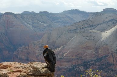 Condor Chicks Mother (#9) in Zion NPS photo