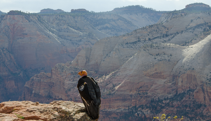 The female California condor looks out over Zion Canyon.