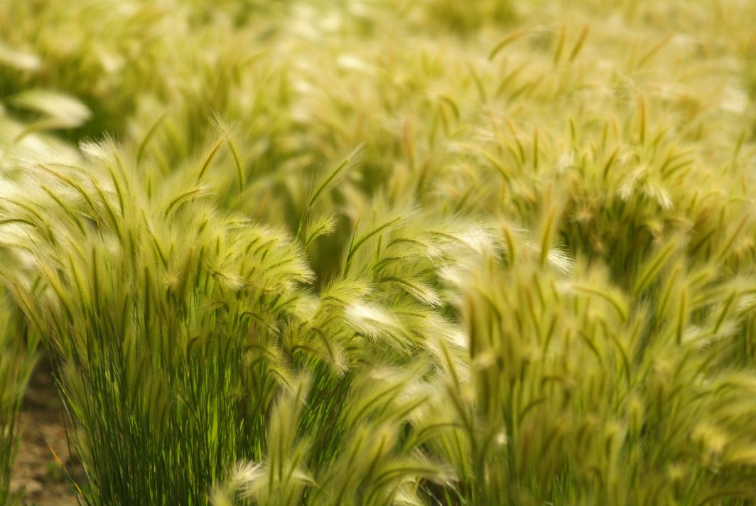 Cheat grass in Springtime
