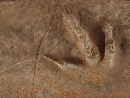 Grallator Track