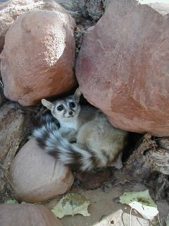 Ringtail