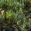Singleleaf Pinyon