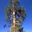 Ponderosa Pine
