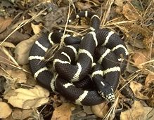 California Kingsnake