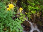 1. Beatty Spring