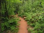 13. Middle Fork Trail