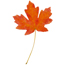 Maple leaf