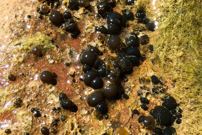 Nostoc Physical description: Yellow, brown or black gelatinous pearls. Can be smooth or mossy in texture found growing on a rock
