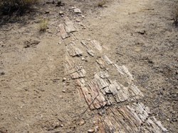 petrified log