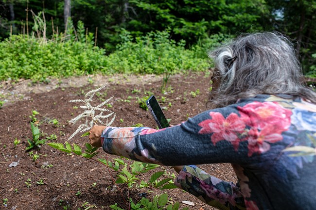 grey haired woman crouches down to take close photo of small white flowers