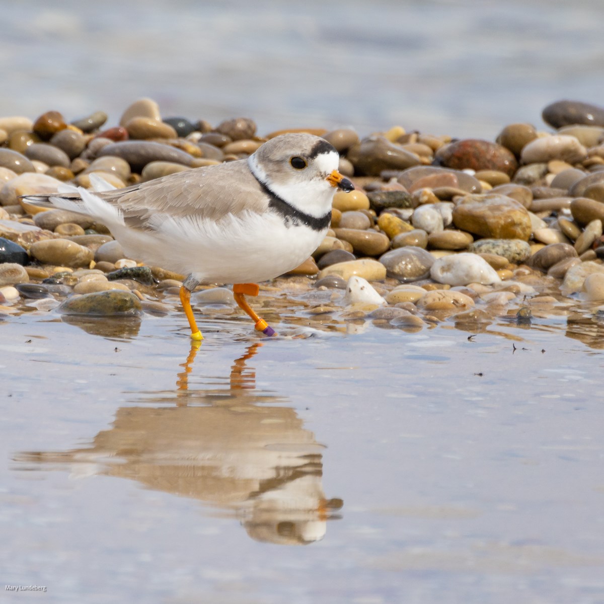 A photo of a piping plover standing in shallow water along the shore. Mary is a talented photographer, allowing her to capture piping plovers in their natural habitat. An adult piping plover stands in shallow water. It has a thick black band of feather across its forehead and around its neck.