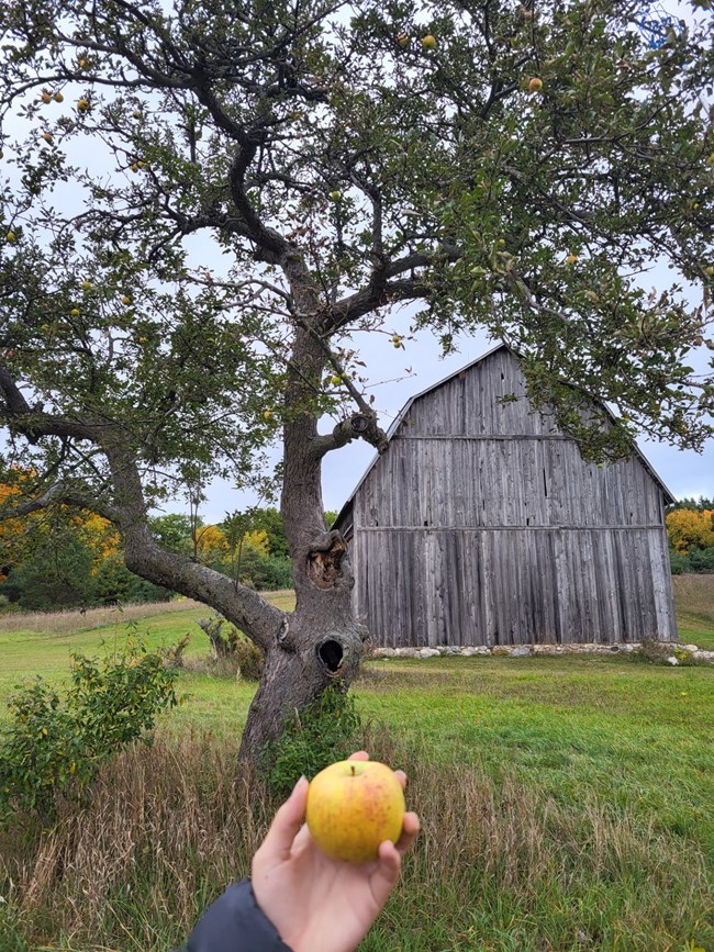 A hand holding a yellow apple in front of a large apple tree and historic barn.