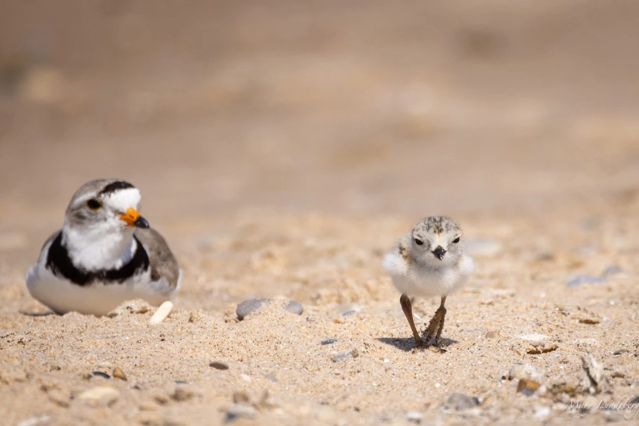 A photo of a plover chick adventuring out from its parent. While the parent keeps a close eye on the chick, Mary keeps a close eye on the plovers. A small grey, brown, and white chick walks across a beach. In the background an adult plover watches.