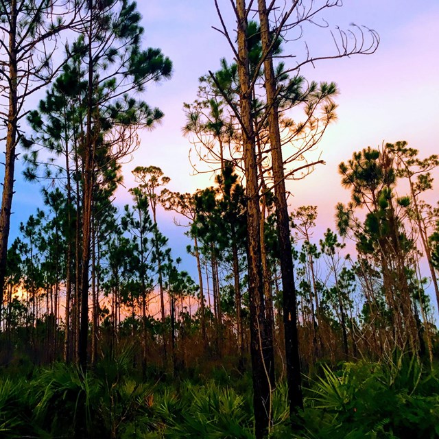 Sunset through pine forest