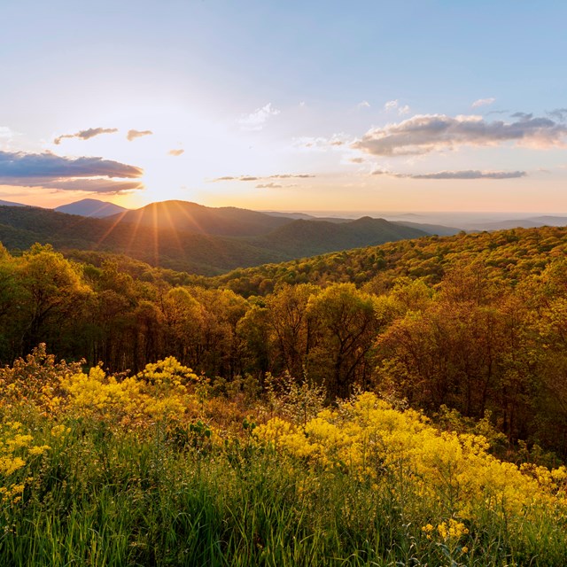 Landscape with flowers and trees lit by the sunset. 