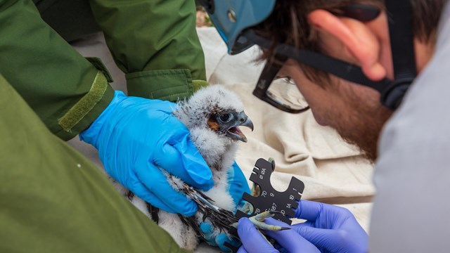 Two people hold a juvenile peregrine falcon while banding its leg