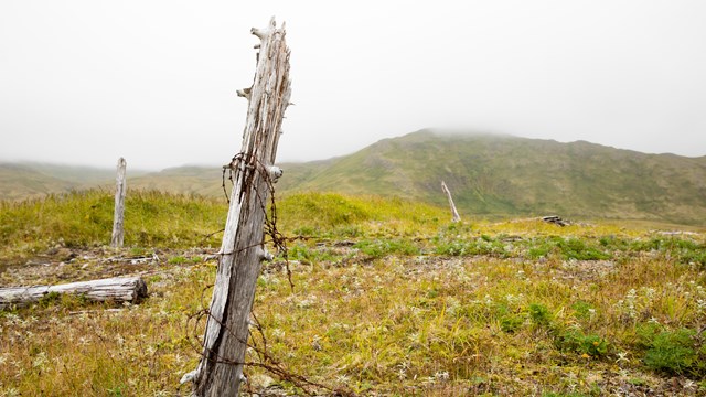a wooden post with barbed wire sits crookedly on green tundra.