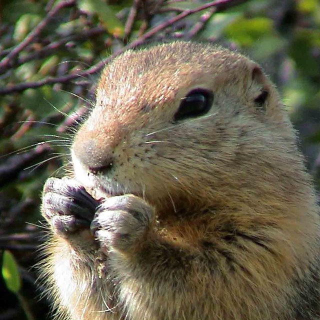 A squirrel eating a seed with its paws.