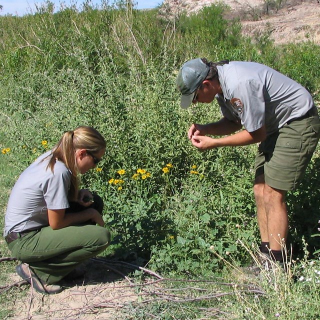 Research, monitoring, restoration, management