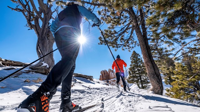 Two people cross-country ski between the trees.