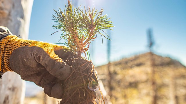 A gloved hand holds a small evergreen seedling against a blue sunny ski