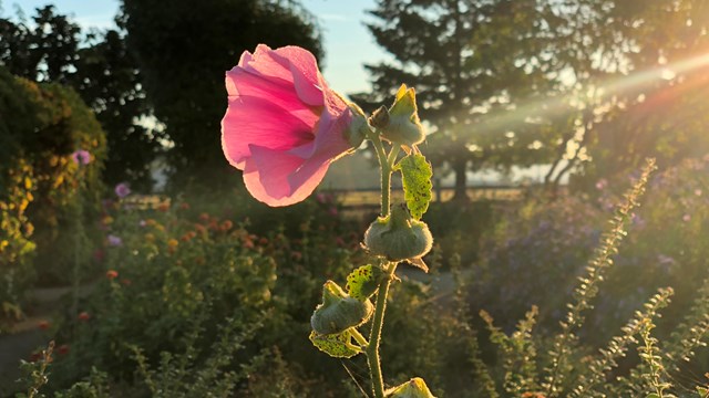 A pink flower blooms in the Fort Vancouver Garden.