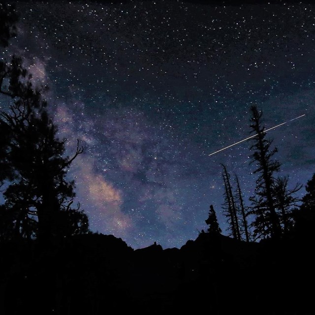 Black foreground of tree silhouettes, with a dark purple sky dotted with stars and the Milky Way