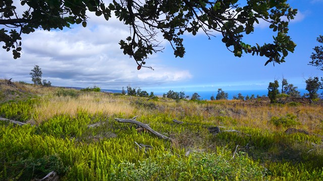 An open area of tall green grass underneath a silhouetted tree branch