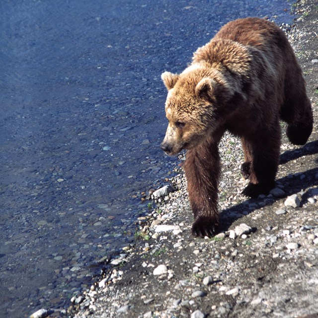 Brown bear walking along the shore.