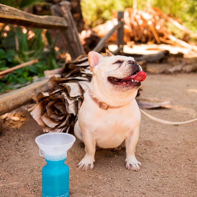 Dog on a leash next to water