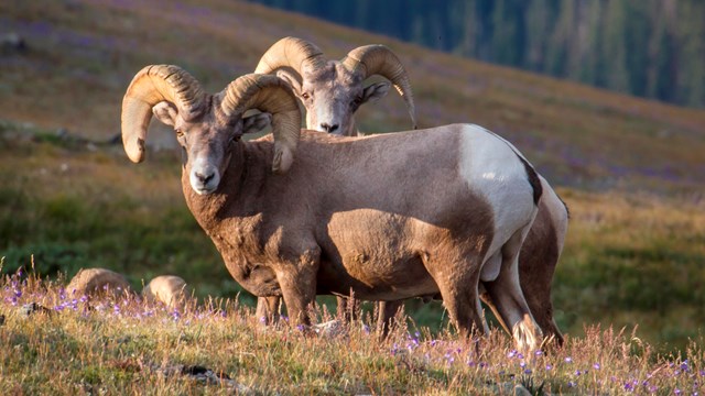 Bighorn Sheep Rams