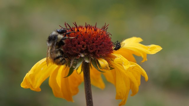 A bee on a flower.