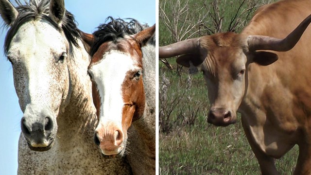 Two horses next to an image of a longhorn steer.