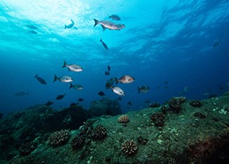 Fish swim above corals