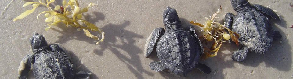 Padre Island National Seashore