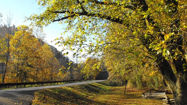 Road with tree nearby. Fall time. 