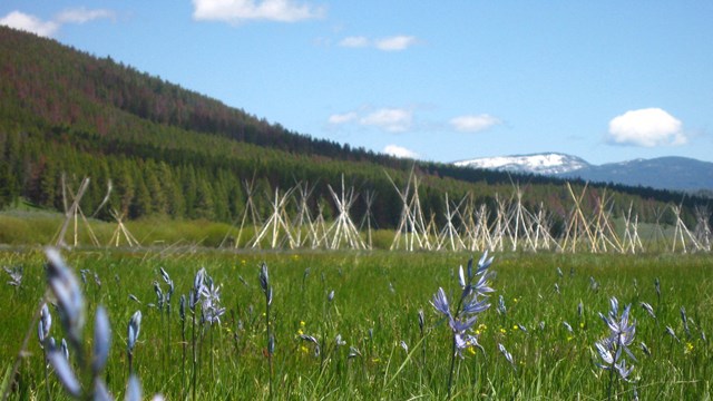 Tipi poles site in a field of purple blooming flowers with snow capped mountains in the distance.