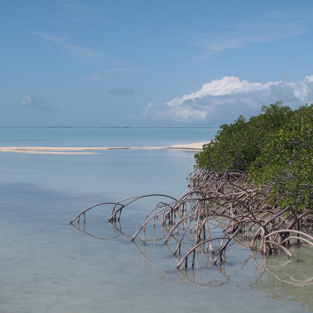 Mangroves at Everglades National Park