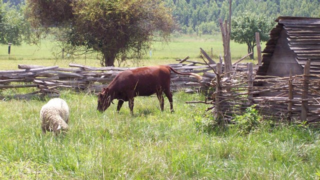 Animals at the farm grazing in the fields.